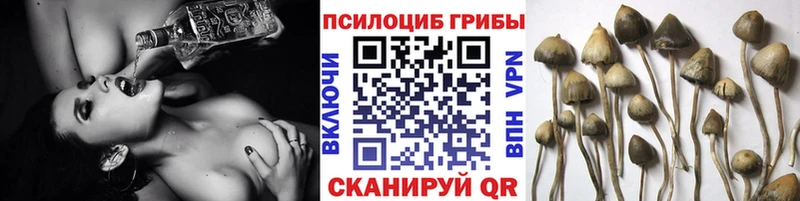 Псилоцибиновые грибы GOLDEN TEACHER  купить  цена  Ахтубинск 